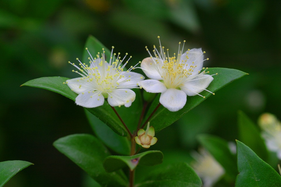 Myrtus communis ct cineol Myrtus communis ct cineol